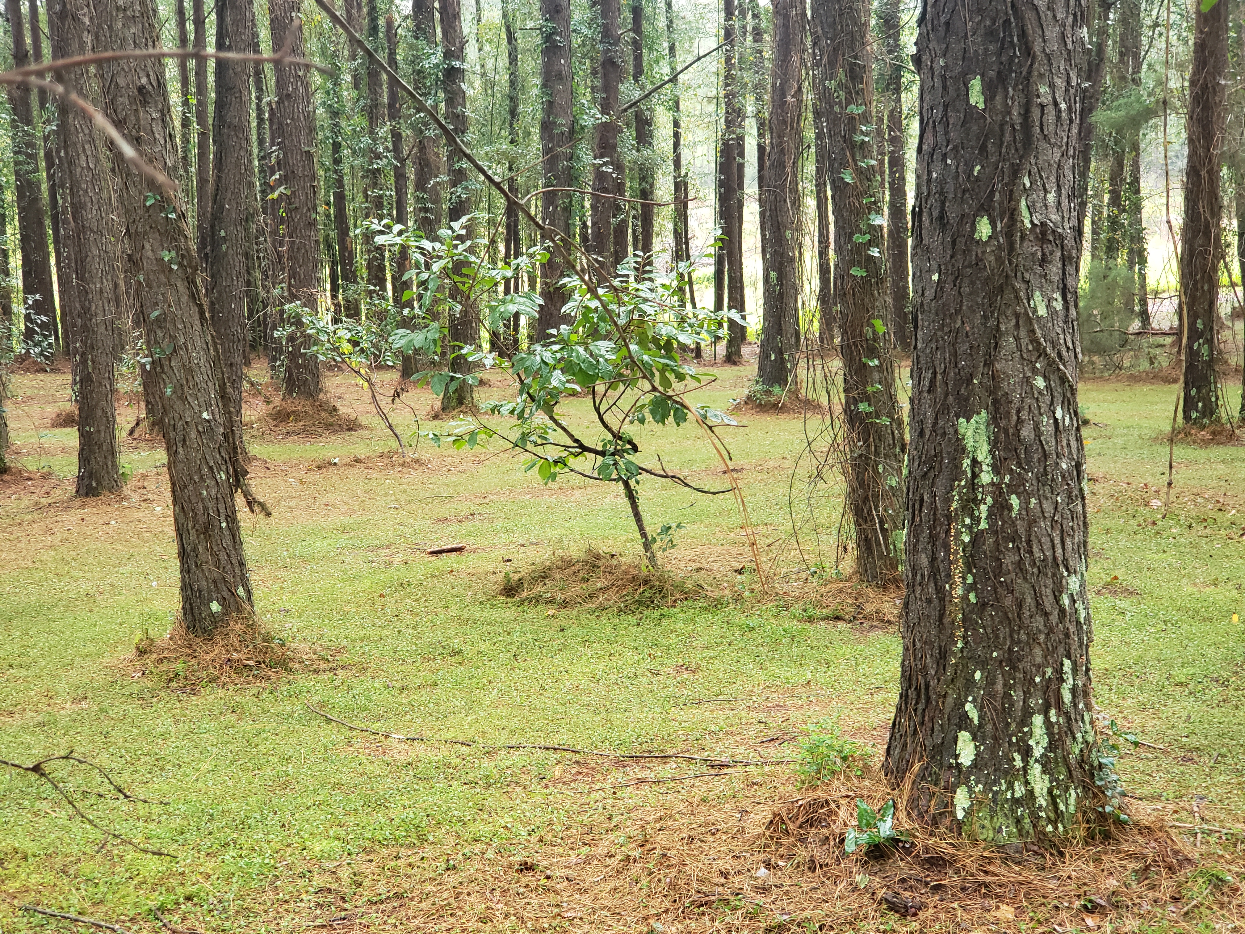 Photograph of a mowed stand of pine trees in Mississippi.